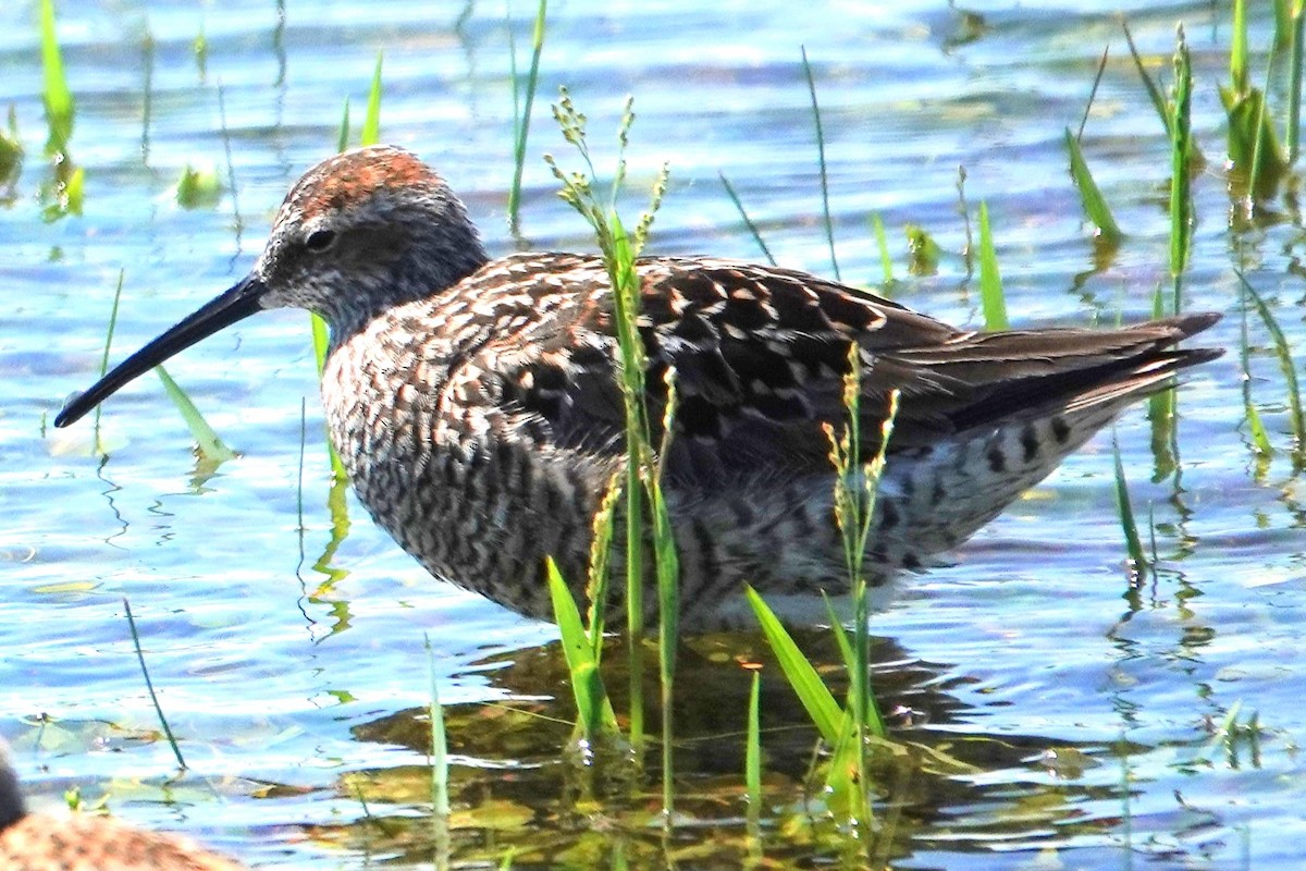 Stilt Sandpiper - Allison Graves