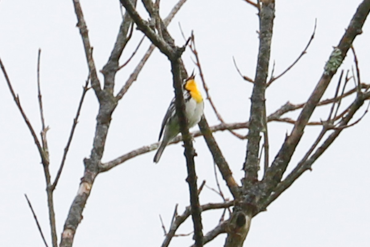 Yellow-throated Warbler - Debra Rittelmann