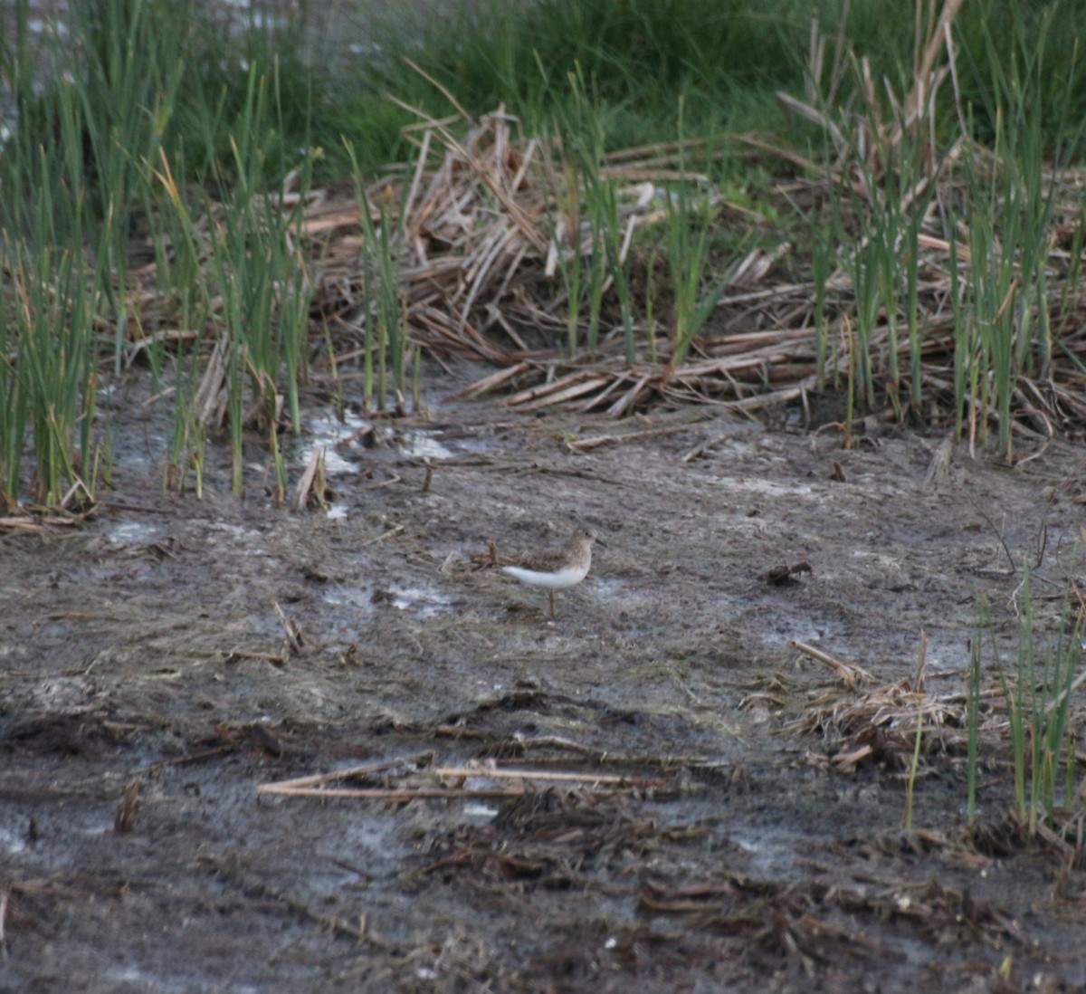 Temminck's Stint - ML619145511