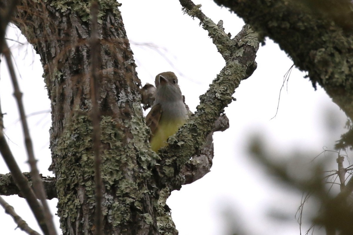 Great Crested Flycatcher - Nate Popkin