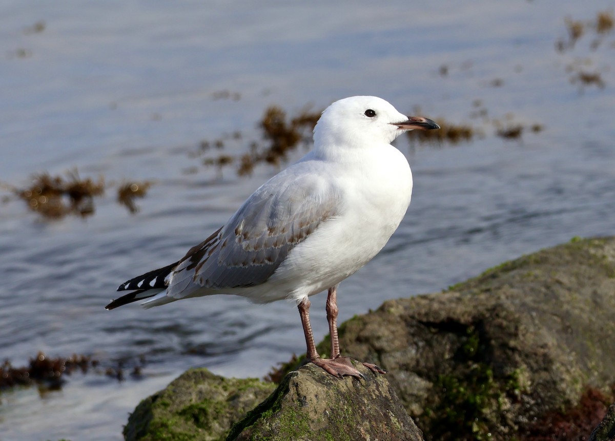 Silver Gull - Anonymous