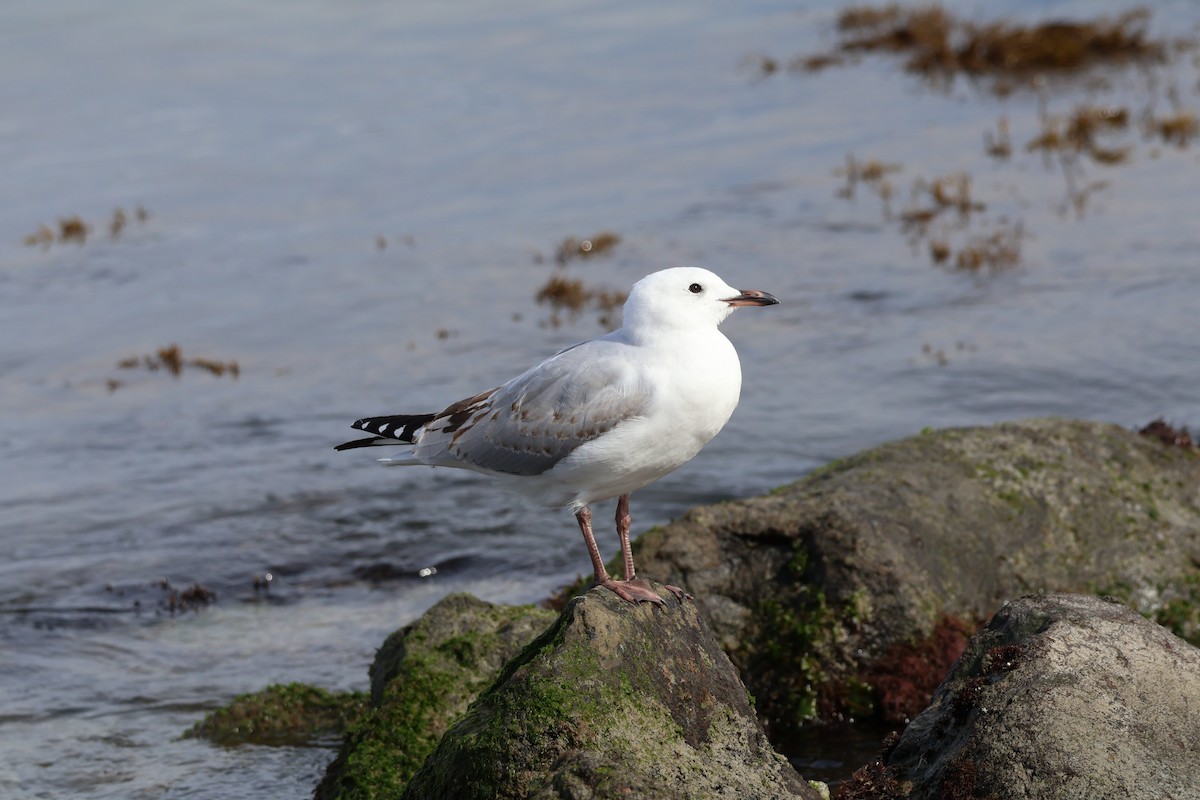 Silver Gull - Anonymous