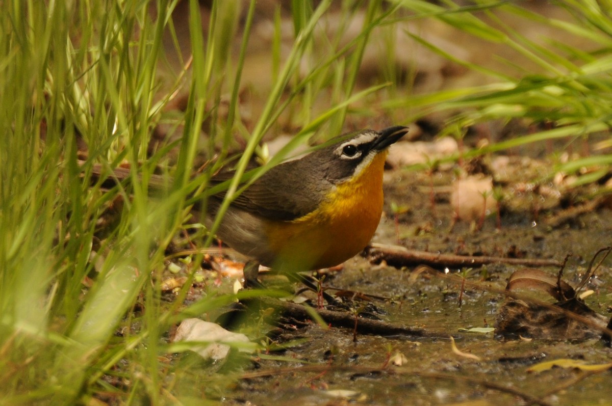 Yellow-breasted Chat - ML619145553