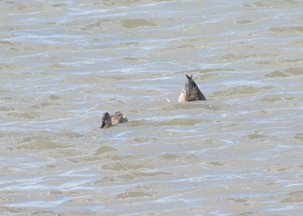 Blue-winged Teal - Robert Tonge