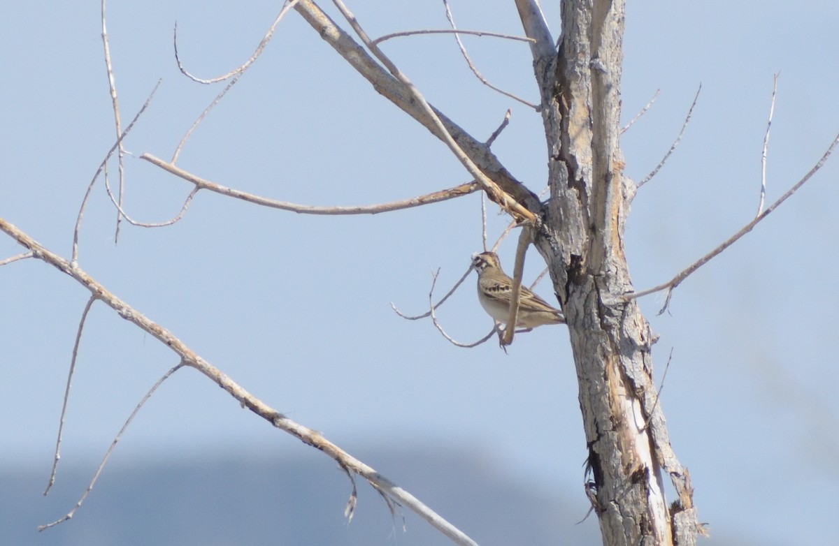 Lark Sparrow - ML619145575