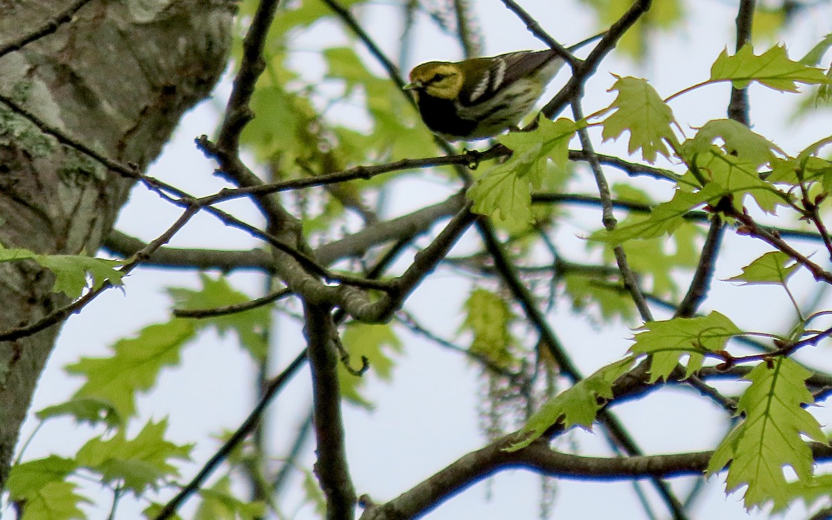 Black-throated Green Warbler - Jim O'Neill