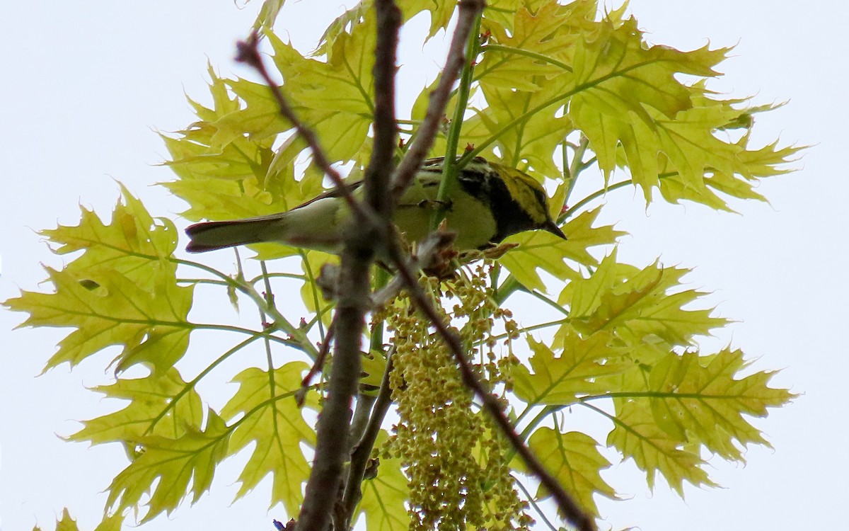 Black-throated Green Warbler - Jim O'Neill