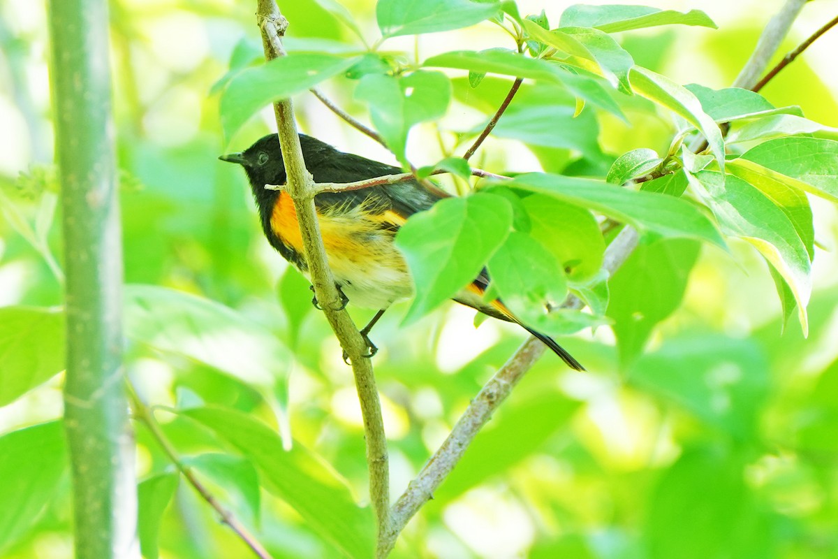 American Redstart - Maneesh Rajvanshi