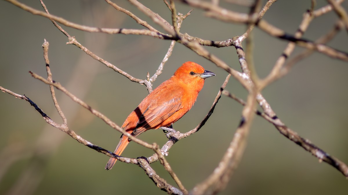 Hepatic Tanager (Lowland) - ML619145602