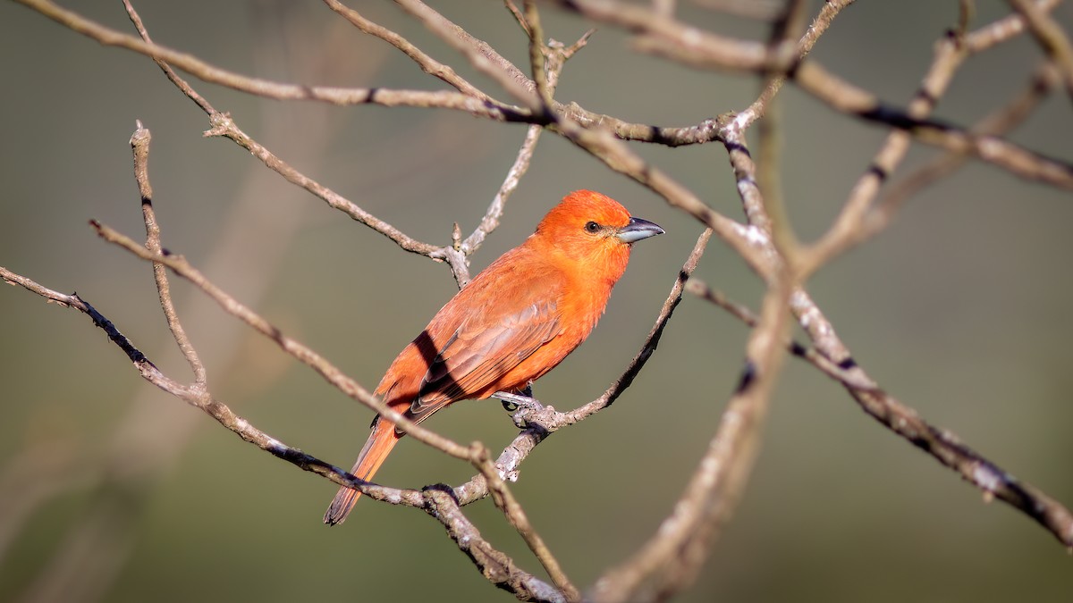 Hepatic Tanager (Lowland) - Diego Murta