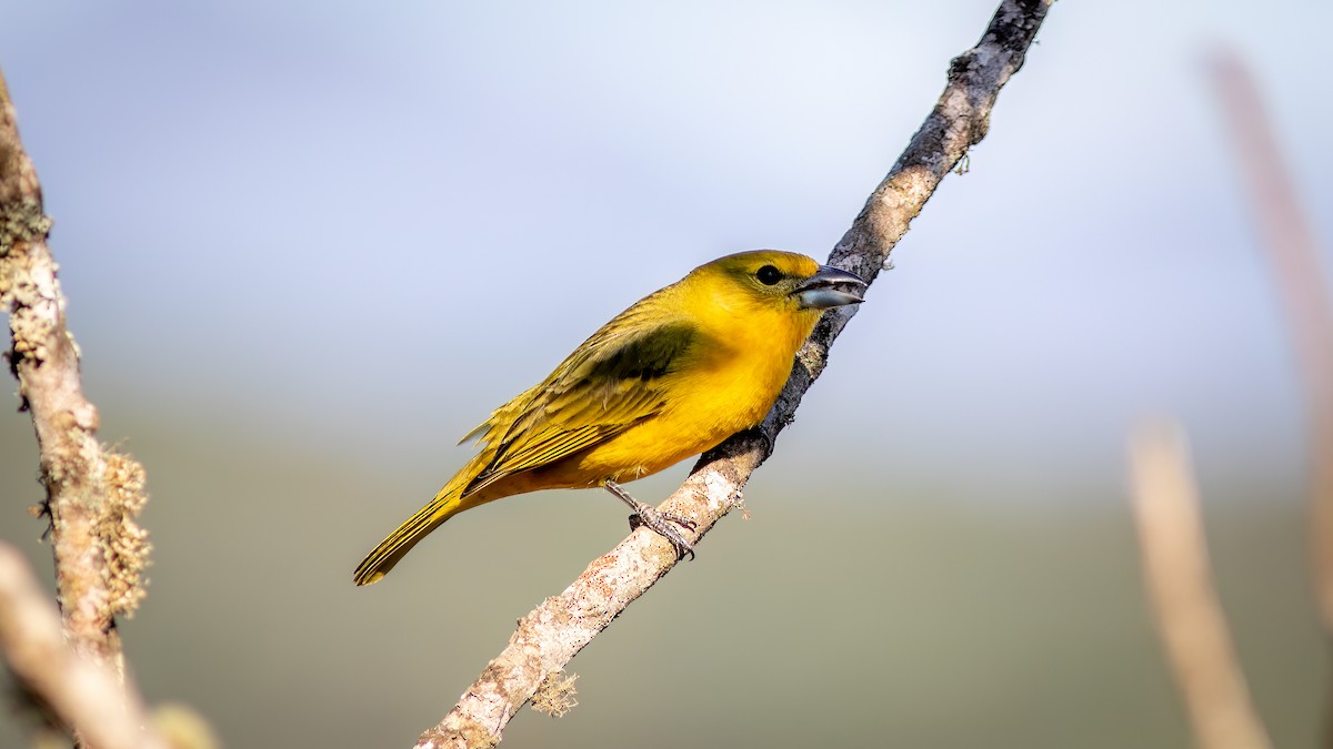 Hepatic Tanager (Lowland) - ML619145603