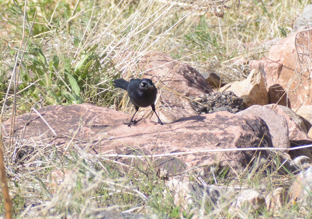 Brewer's Blackbird - Robert Tonge