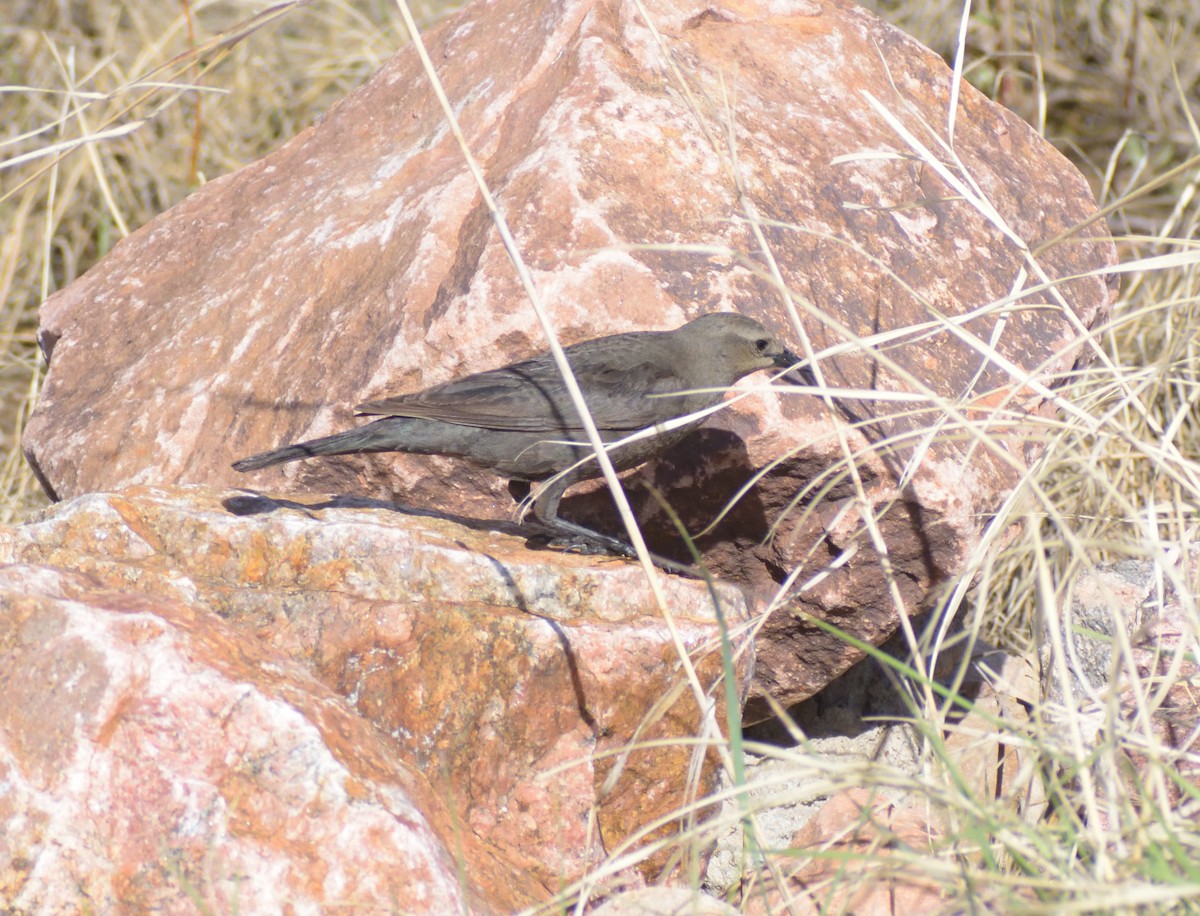 Brewer's Blackbird - ML619145612