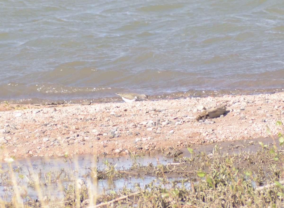 Spotted Sandpiper - Robert Tonge