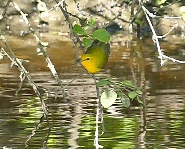Prothonotary Warbler - ML619145626