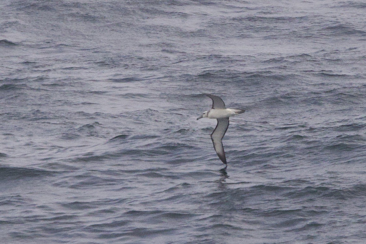 White-capped Albatross - John Bruin