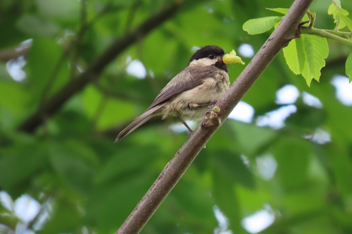 Carolina Chickadee - Josephine Cox