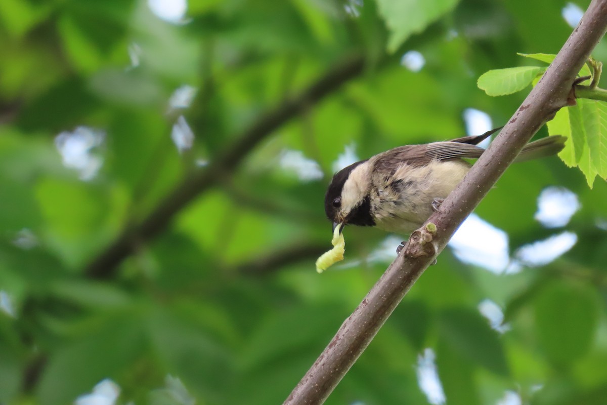 Carolina Chickadee - Josephine Cox