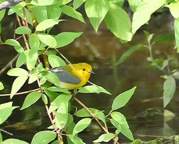 Prothonotary Warbler - ML619145638
