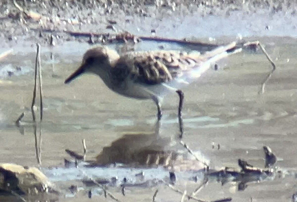 Semipalmated Sandpiper - ML619145646