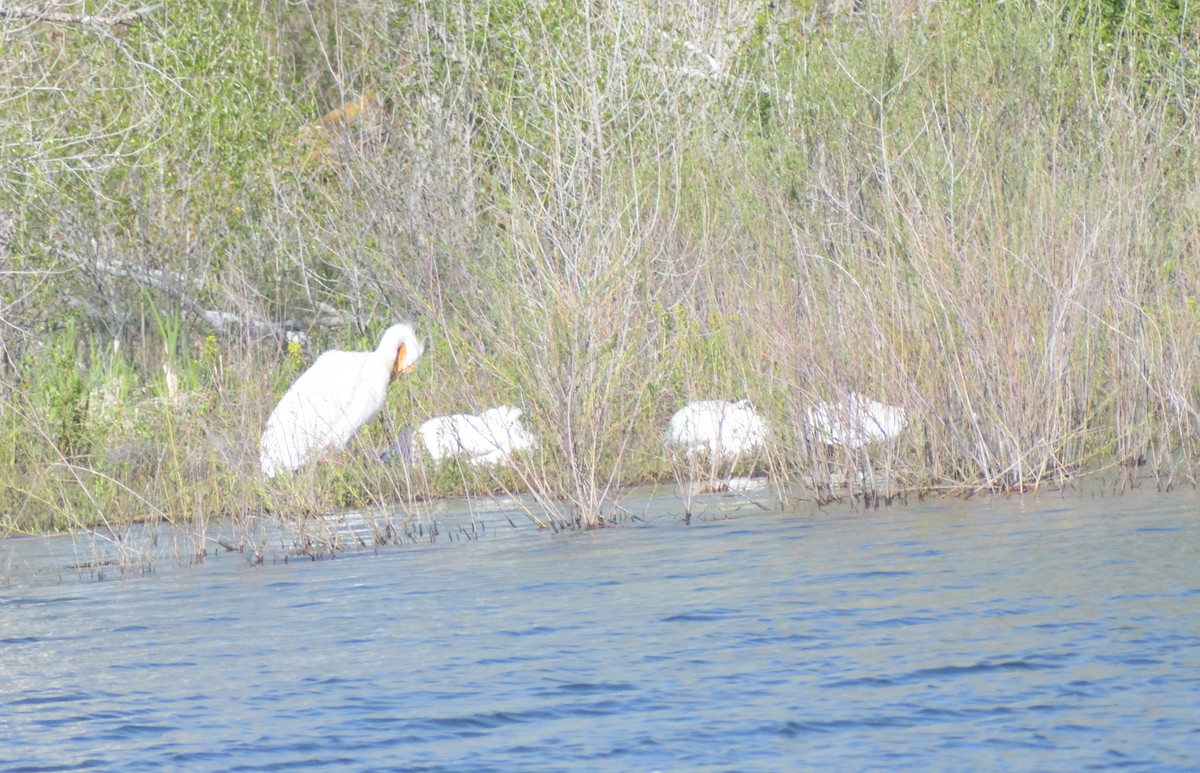 American White Pelican - ML619145649