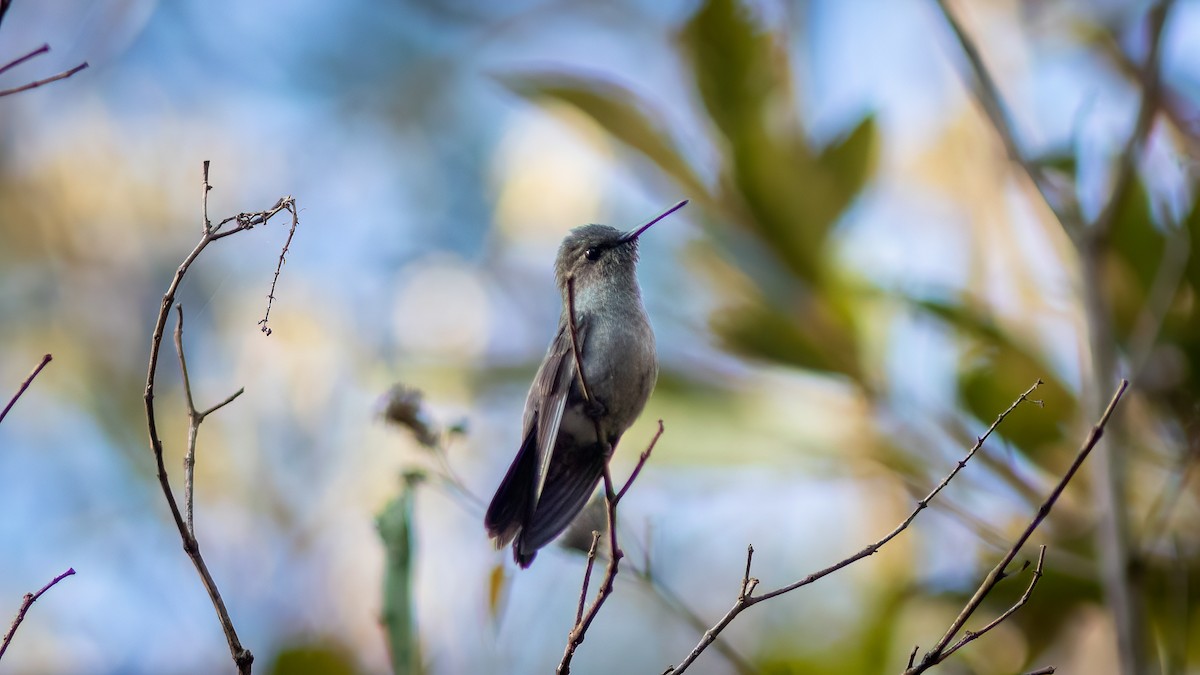 Sombre Hummingbird - Diego Murta