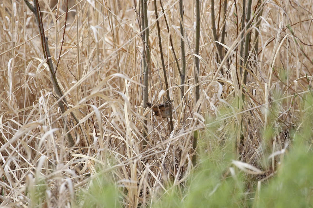 Sedge Wren - Nate Popkin