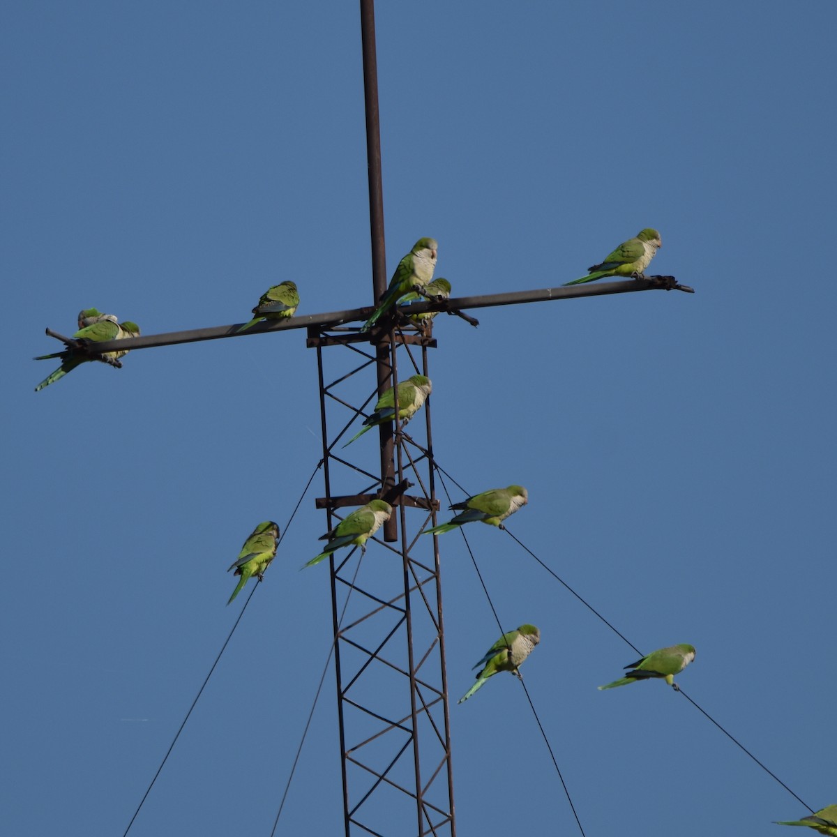 Monk Parakeet - ML619145701