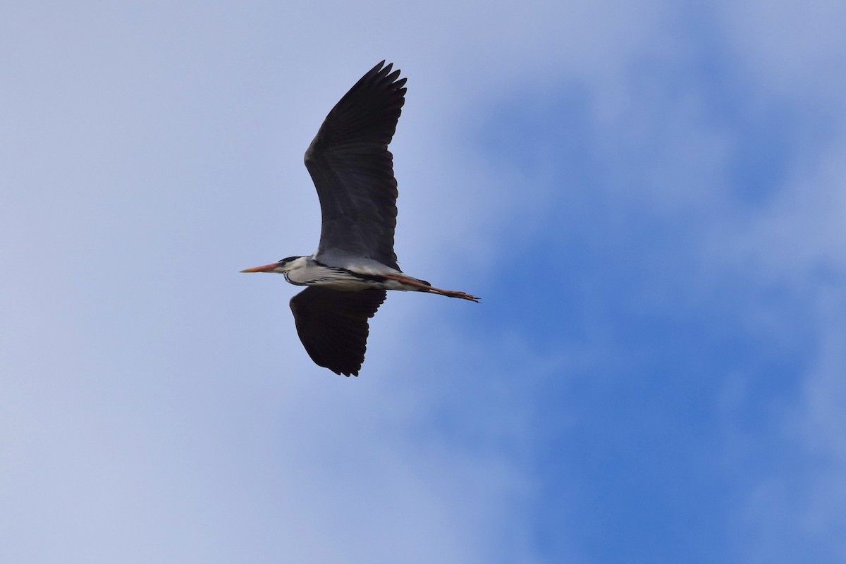 Gray Heron - ML619145708