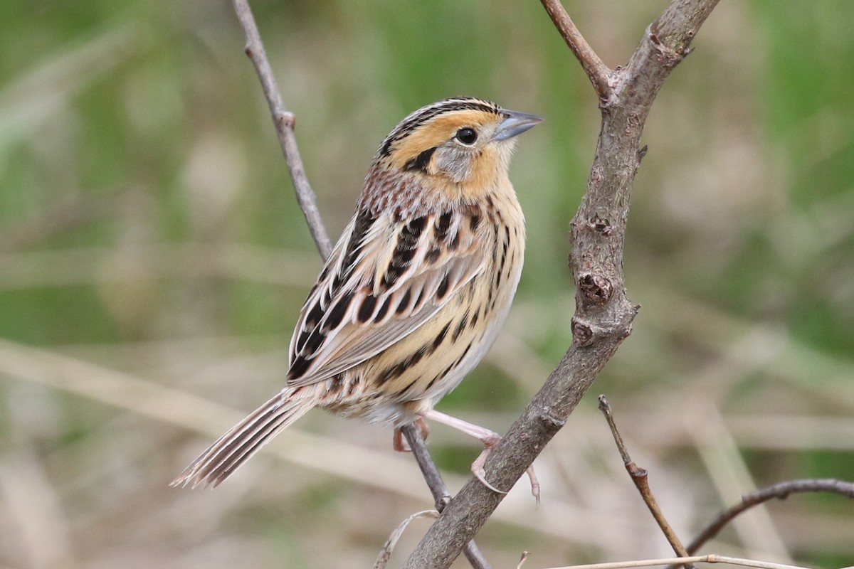 LeConte's Sparrow - Nate Popkin