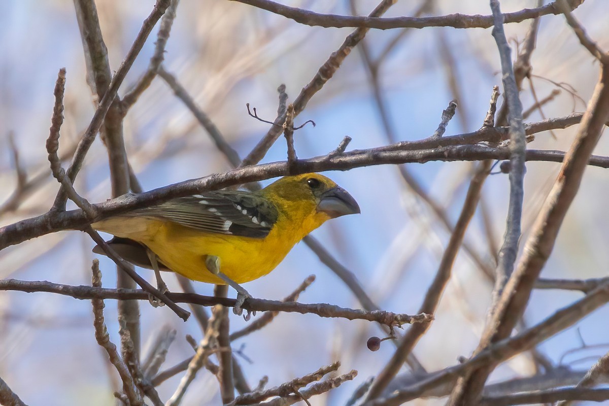 Yellow Grosbeak - Fred Hochstaedter