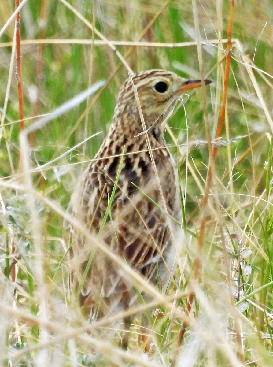 Sprague's Pipit - Sharon Dewart-Hansen