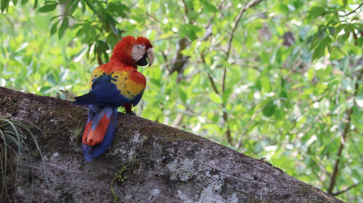 Scarlet Macaw - Javier  Estrada