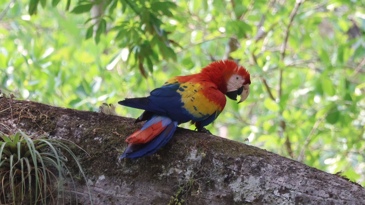 Scarlet Macaw - Javier  Estrada