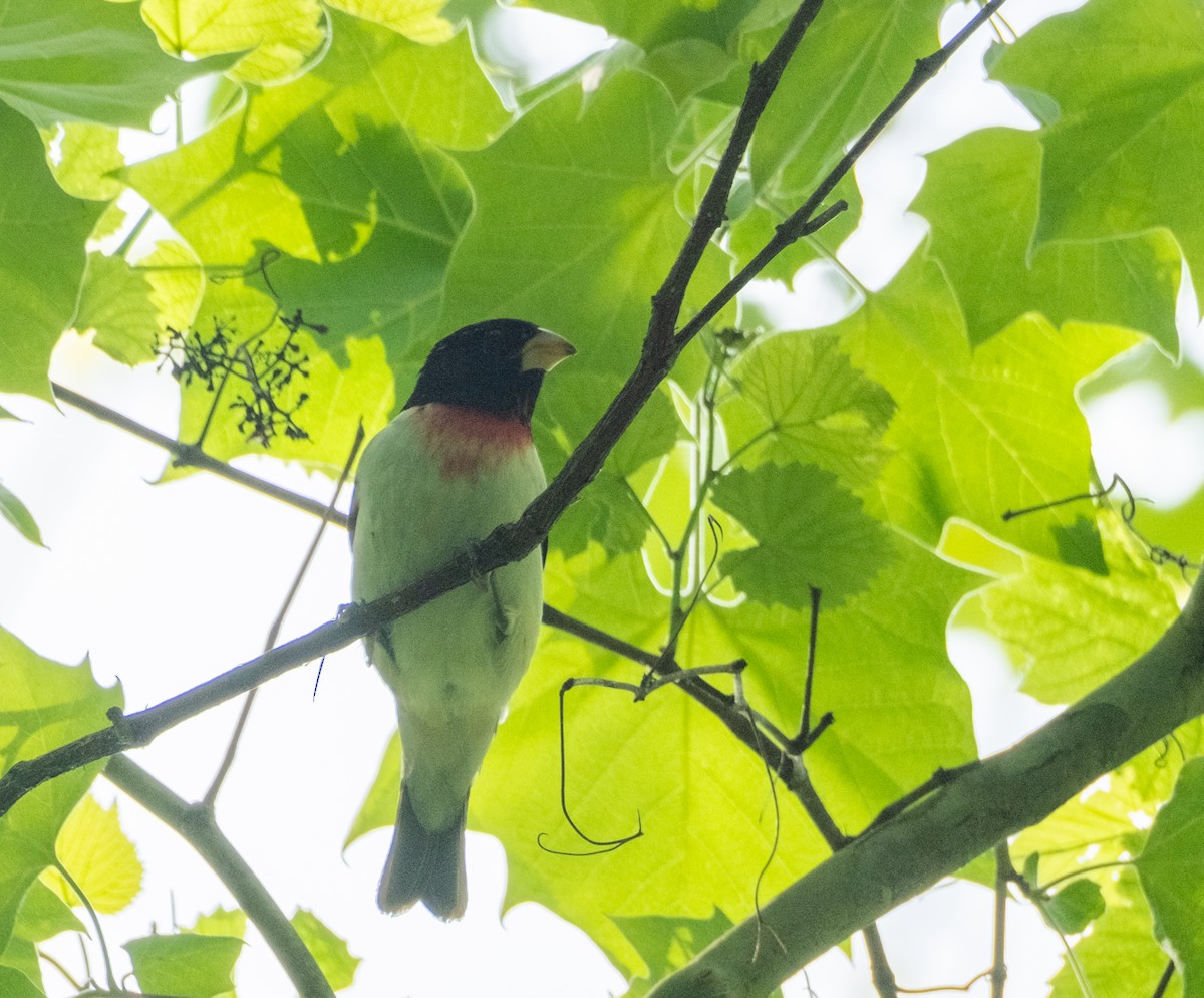 Rose-breasted Grosbeak - Tom Crowe