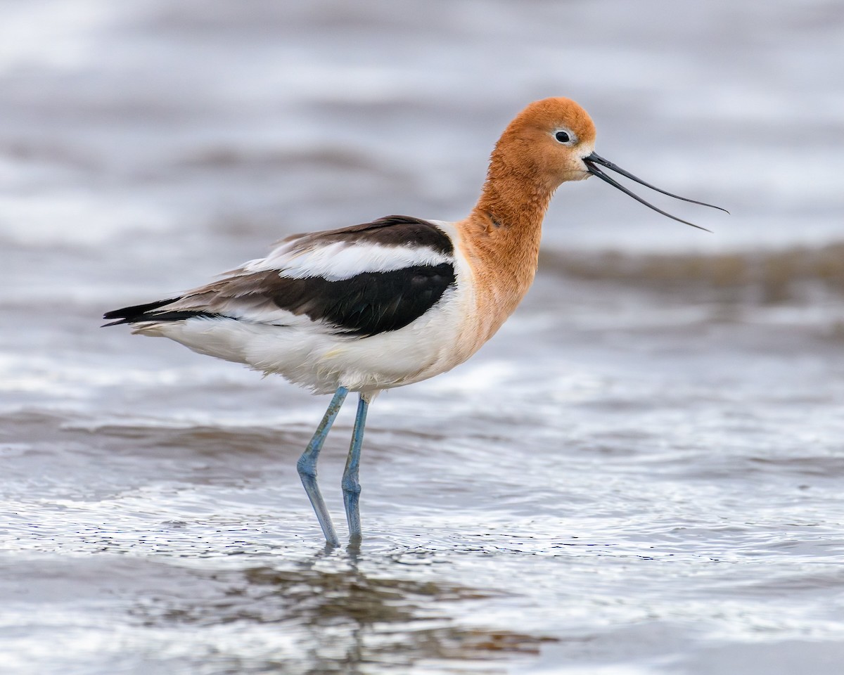 Avocette d'Amérique - ML619145801