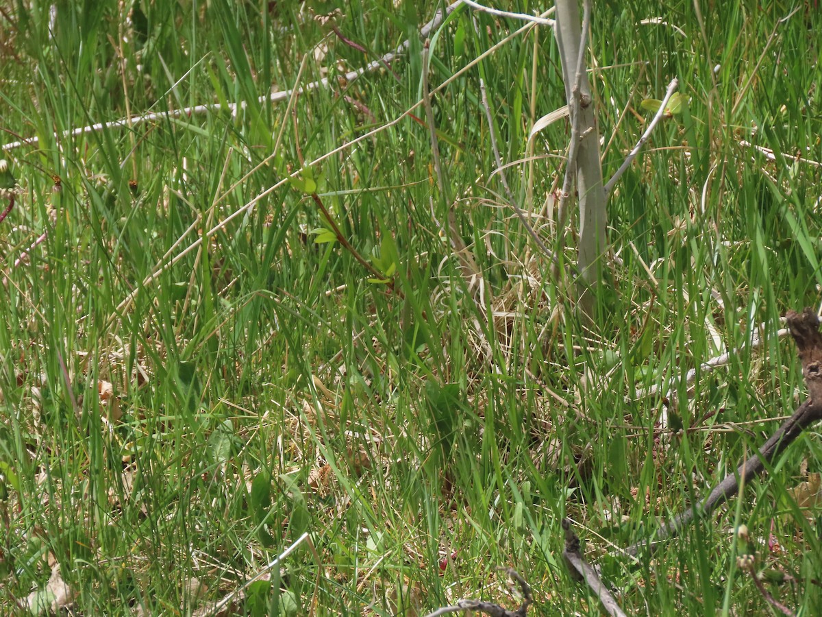 Pine Siskin - Bob Hargis