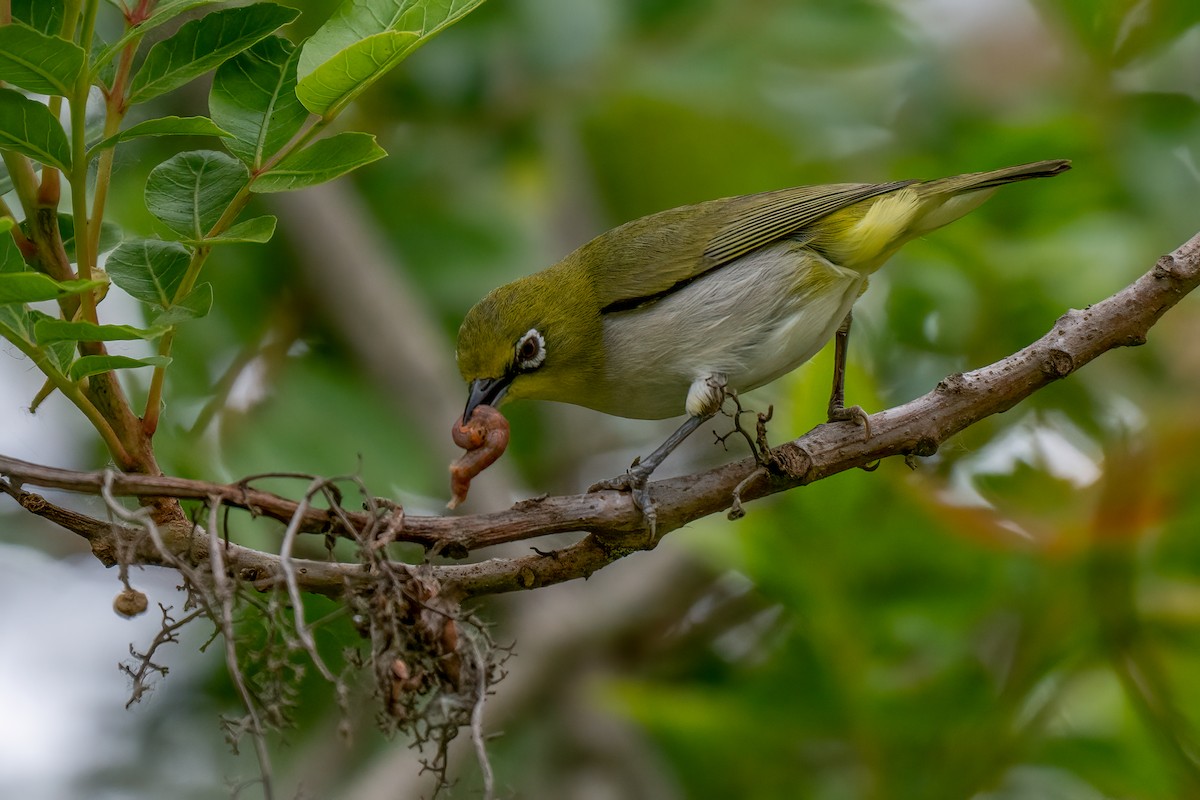 Swinhoe's White-eye - David Ornellas