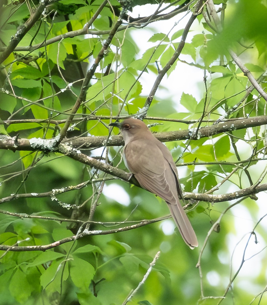 Black-billed Cuckoo - Tom Crowe