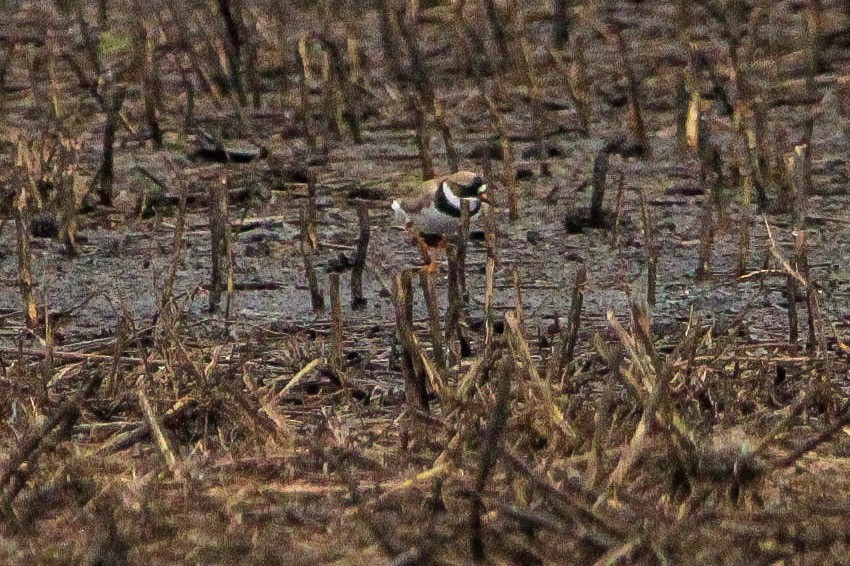 Semipalmated Plover - Corey Wagner