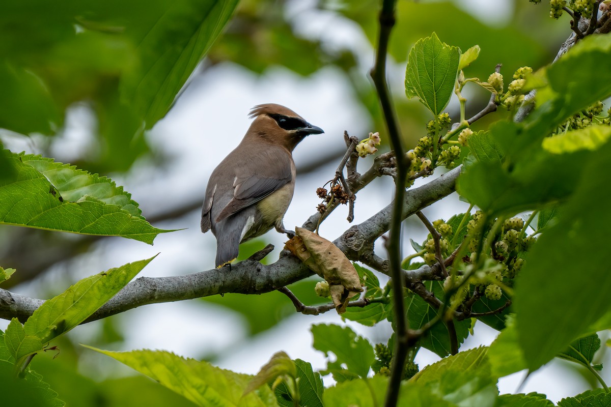 Cedar Waxwing - ML619145842