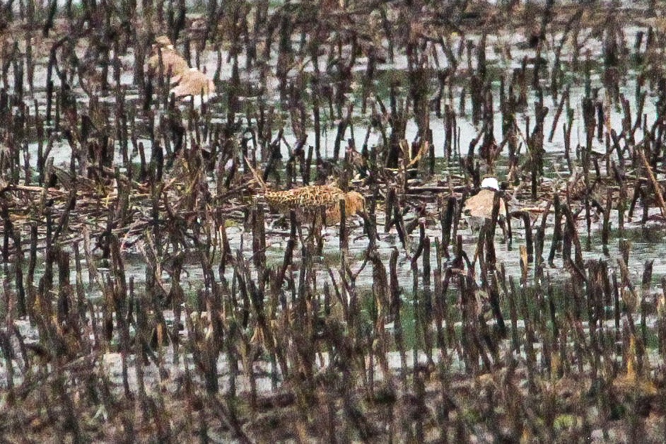 Short-billed Dowitcher - Corey Wagner