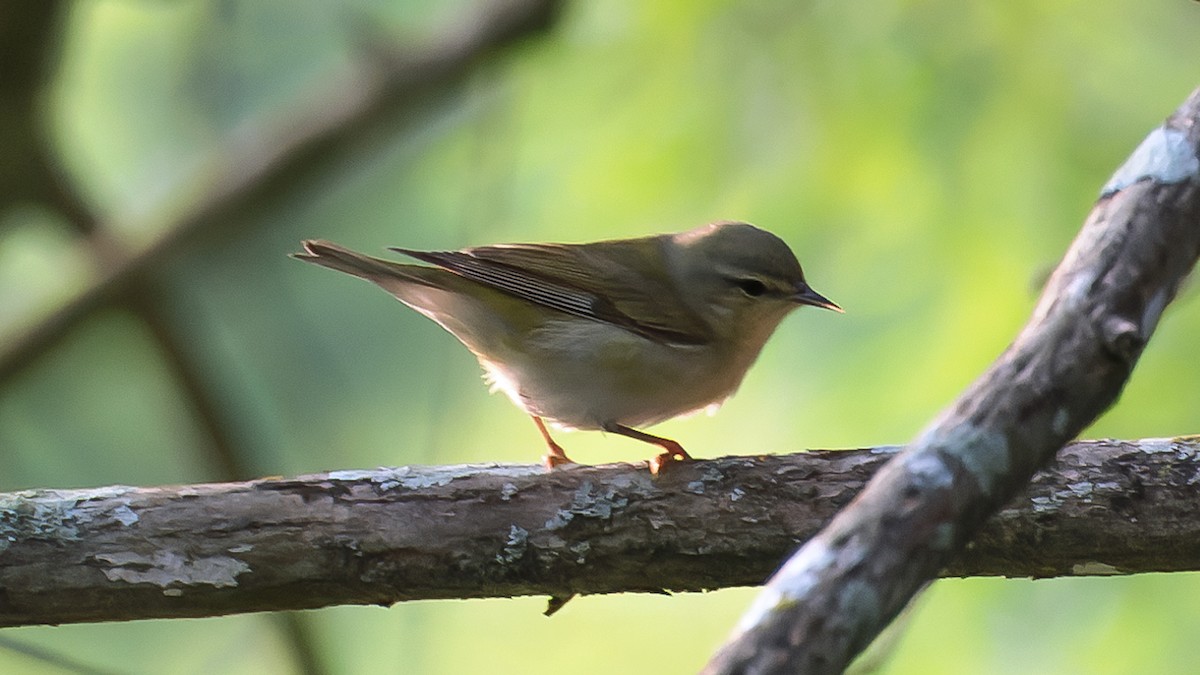 Red-eyed Vireo - ML619145858