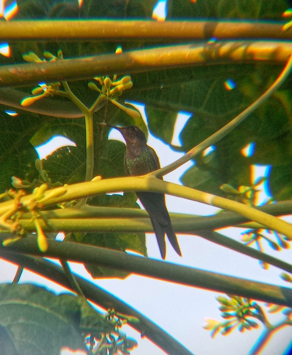 Swallow-tailed Hummingbird - Lucas Almeida