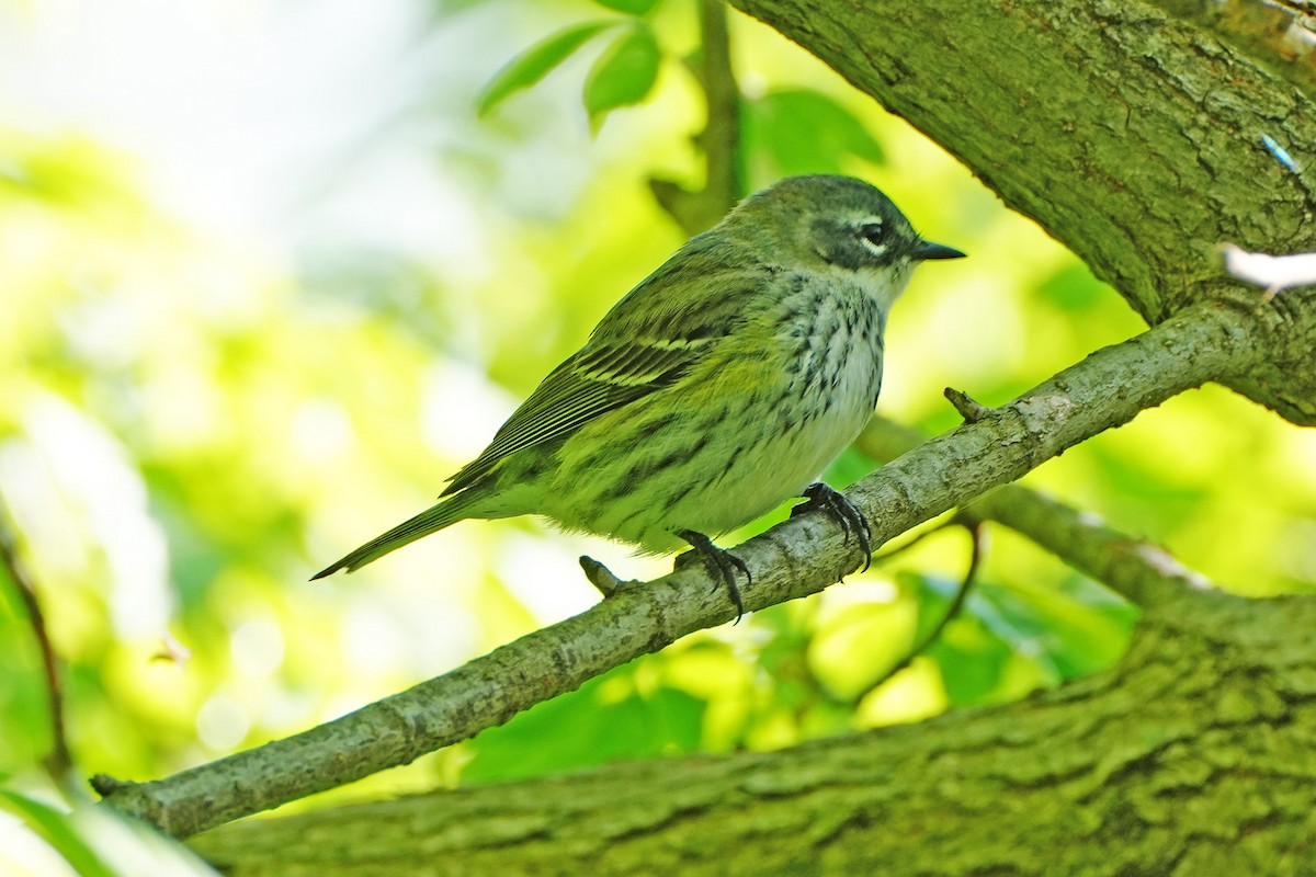 Yellow-rumped Warbler - Maneesh Rajvanshi