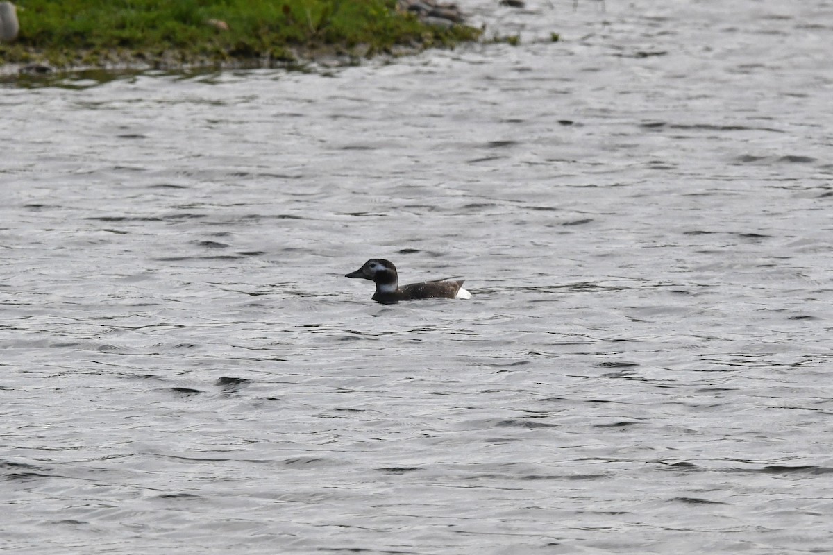 Long-tailed Duck - ML619145924