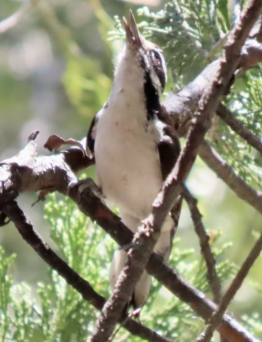 Hairy Woodpecker - David Trissel