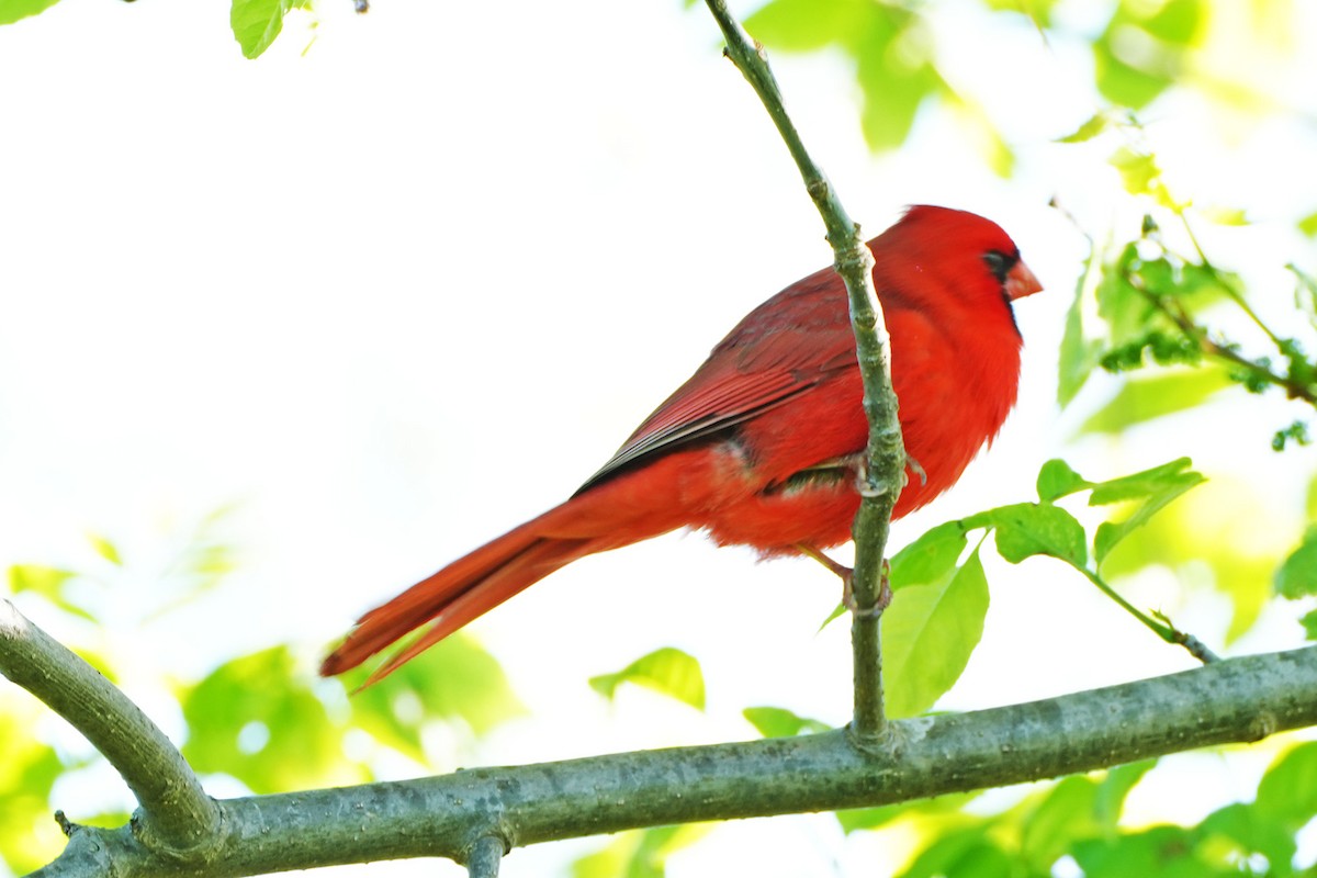 Northern Cardinal - Maneesh Rajvanshi