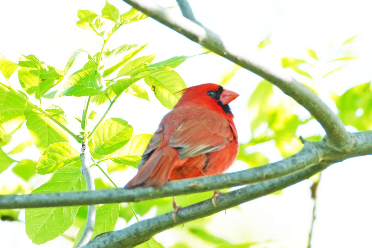 Northern Cardinal - Maneesh Rajvanshi