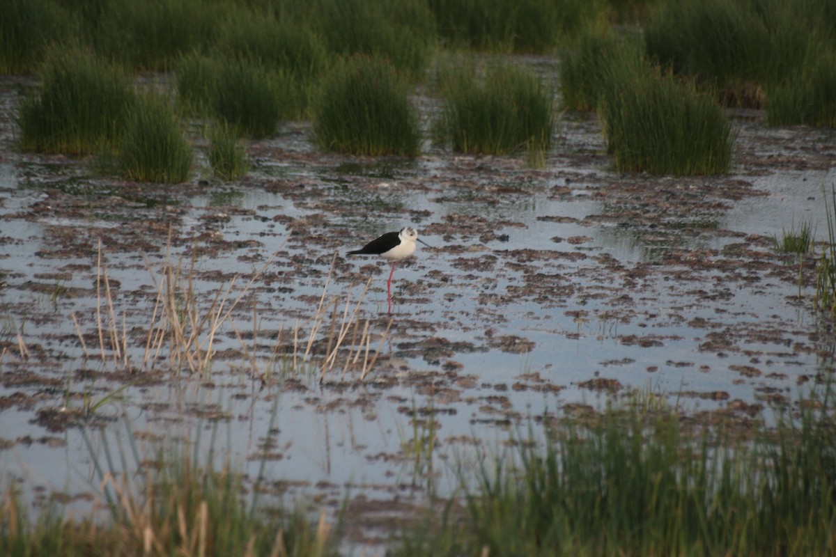 Black-winged Stilt - Salih Alper